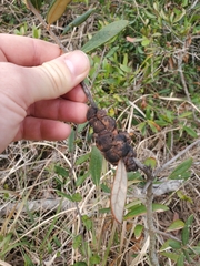 Disholcaspis quercusvirens