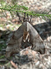 Coequosa australasiae
