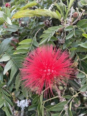 Calliandra haematocephala