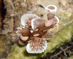 Plectorhinchus chaetodonoides