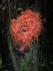 Brownea macrophylla