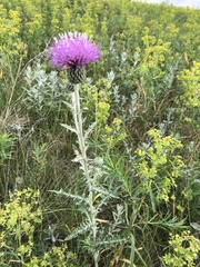 Cirsium undulatum