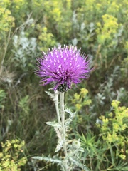 Cirsium undulatum