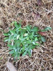 Gamochaeta americana