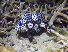 Plectorhinchus chaetodonoides