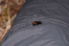 Osca lata