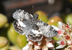 Chiomara georgina georgina