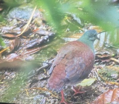 Zentrygon costaricensis