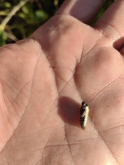 Oncometopia rufipennis