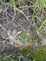 Targionia hypophylla