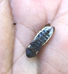 Oncometopia rufipennis