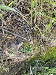 Targionia hypophylla