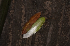 Panchlora nivea