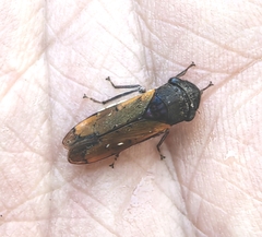 Oncometopia rufipennis