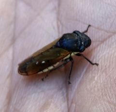 Oncometopia rufipennis