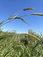 Hymenachne amplexicaulis