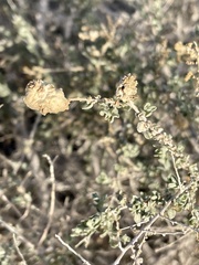 Asphondylia floccosa