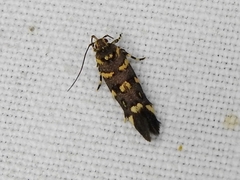 Macrobathra bigerella