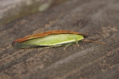 Panchlora nivea