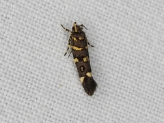 Macrobathra bigerella