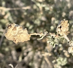 Asphondylia floccosa