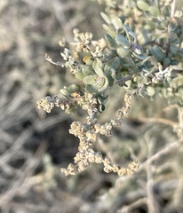 Asphondylia floccosa