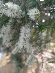 Melaleuca lanceolata
