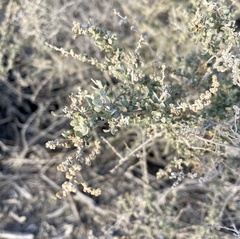 Asphondylia floccosa