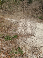 Eupatorium compositifolium