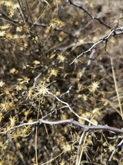 Brickellia veronicifolia