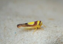 Colladonus clitellarius