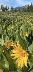 Wyethia