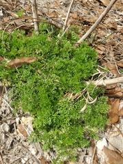 Eupatorium compositifolium