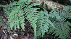 Parapolystichum microsorum