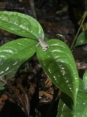 Rhinella