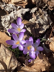 Crocus