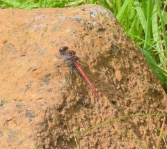Sympetrum nigrifemur