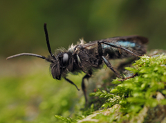 Andrena cerasifolii