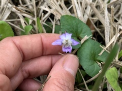 Viola missouriensis
