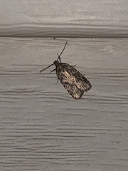 Agonopterix pulvipennella