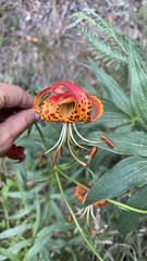 Lilium pardalinum