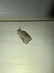 Agonopterix pulvipennella