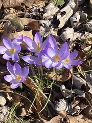 Crocus