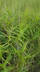 Scleria bracteata