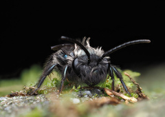 Andrena cerasifolii