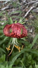 Lilium pardalinum