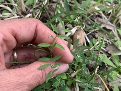 Vicia ludoviciana