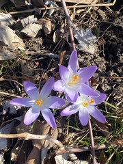 Crocus
