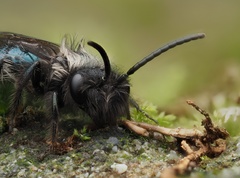 Andrena cerasifolii
