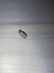 Agonopterix pulvipennella